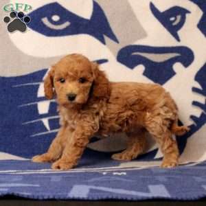 Roxie, Mini Goldendoodle Puppy